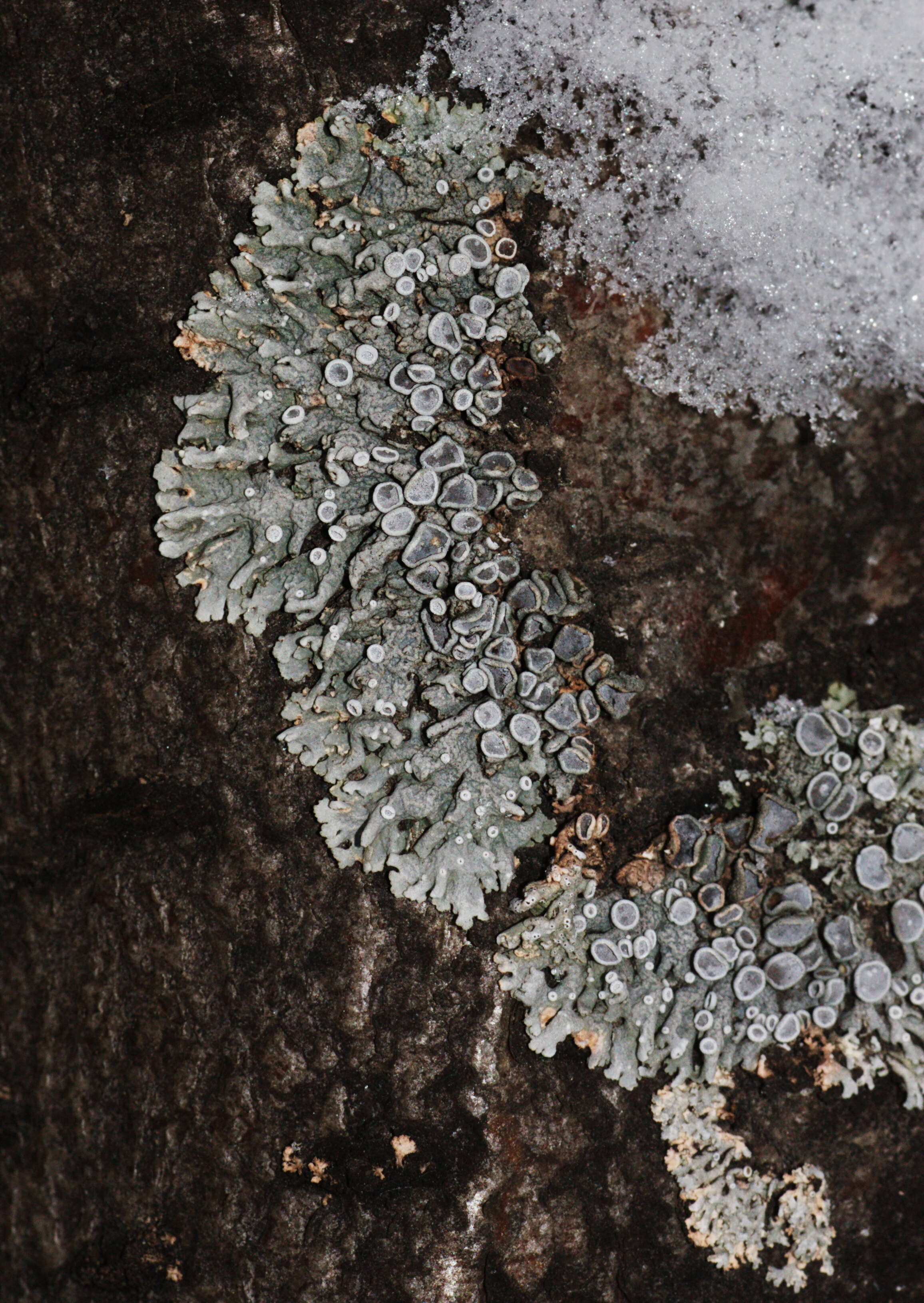 Image of starry rosette lichen