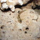 Image of Periophthalmus