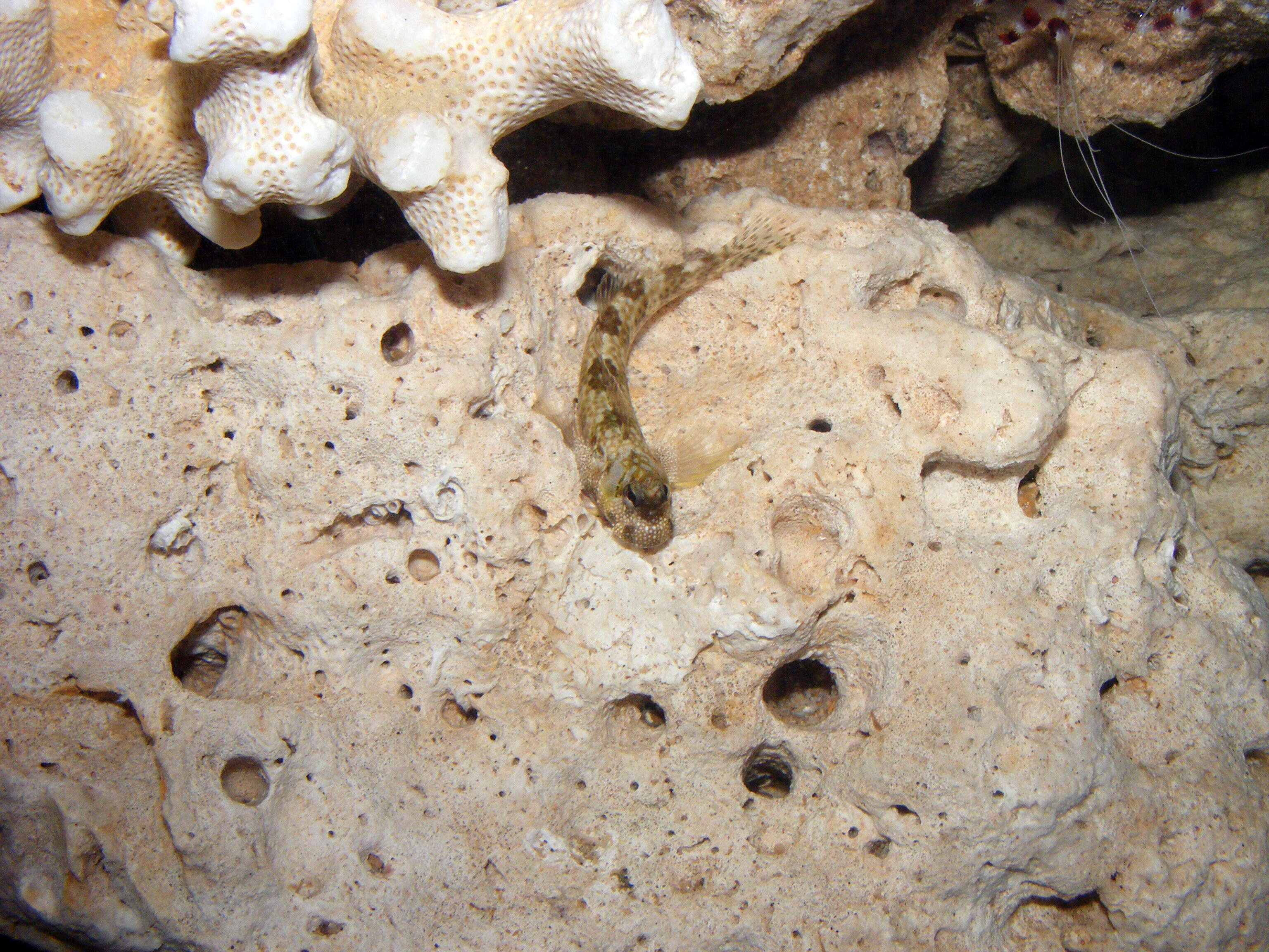 Image of Gobiidae