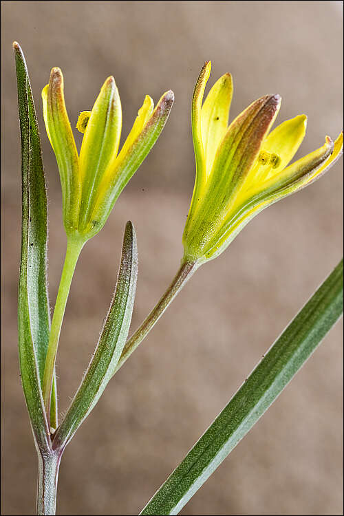 Image of Gagea pusilla (F. W. Schmidt) Sweet