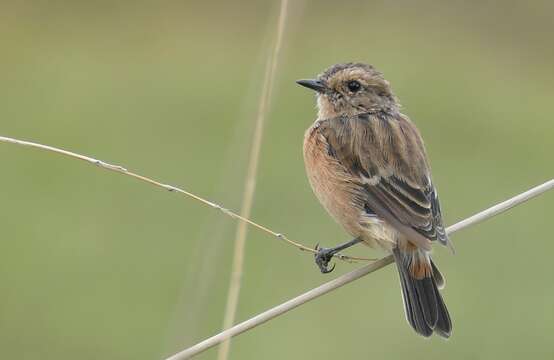 Image of African Stonechat