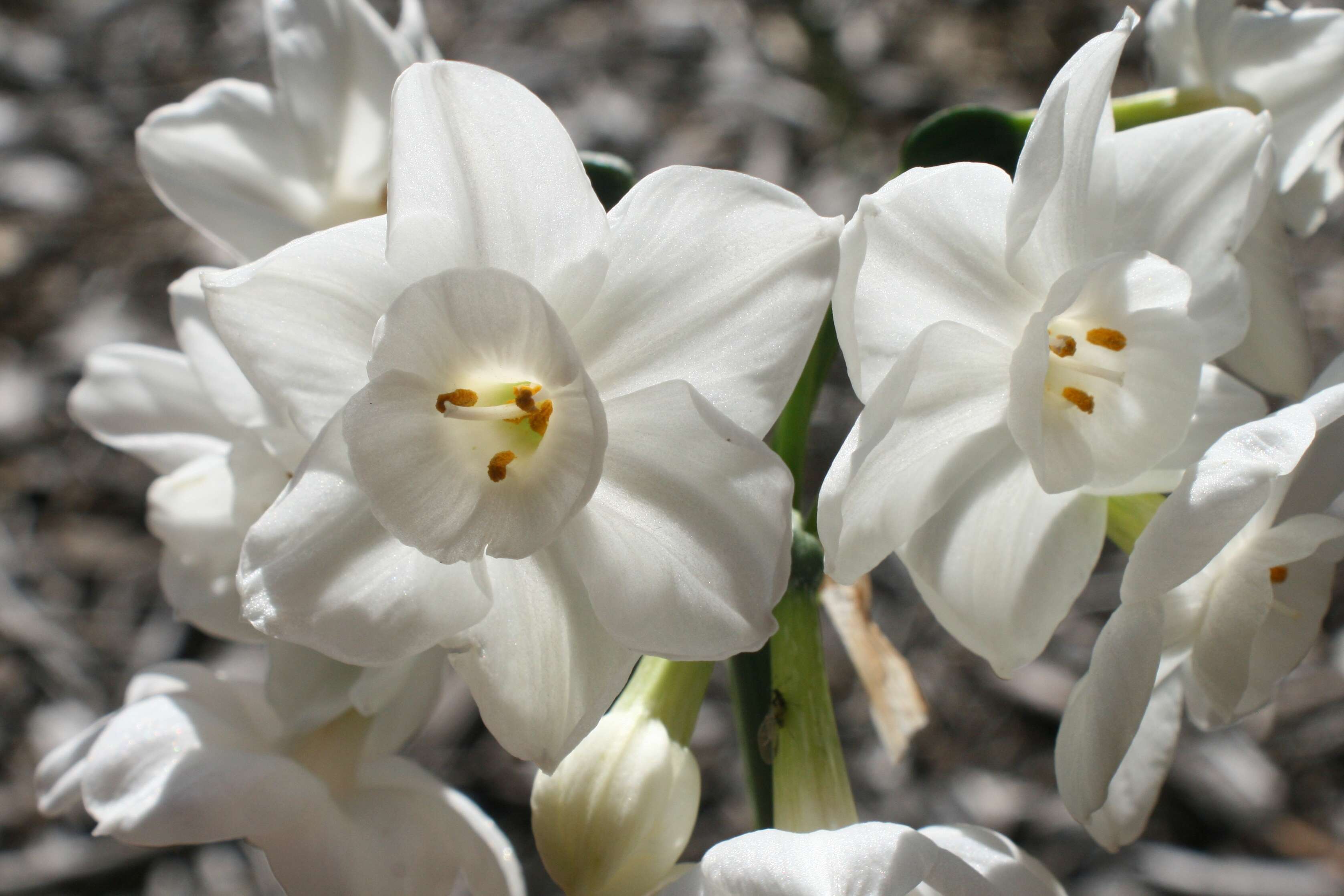 Image of paperwhite narcissus