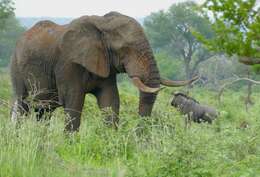 Image of African bush elephant