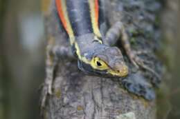 Image of Black Lava Lizard