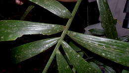 Image of Bactris acanthocarpa Mart.