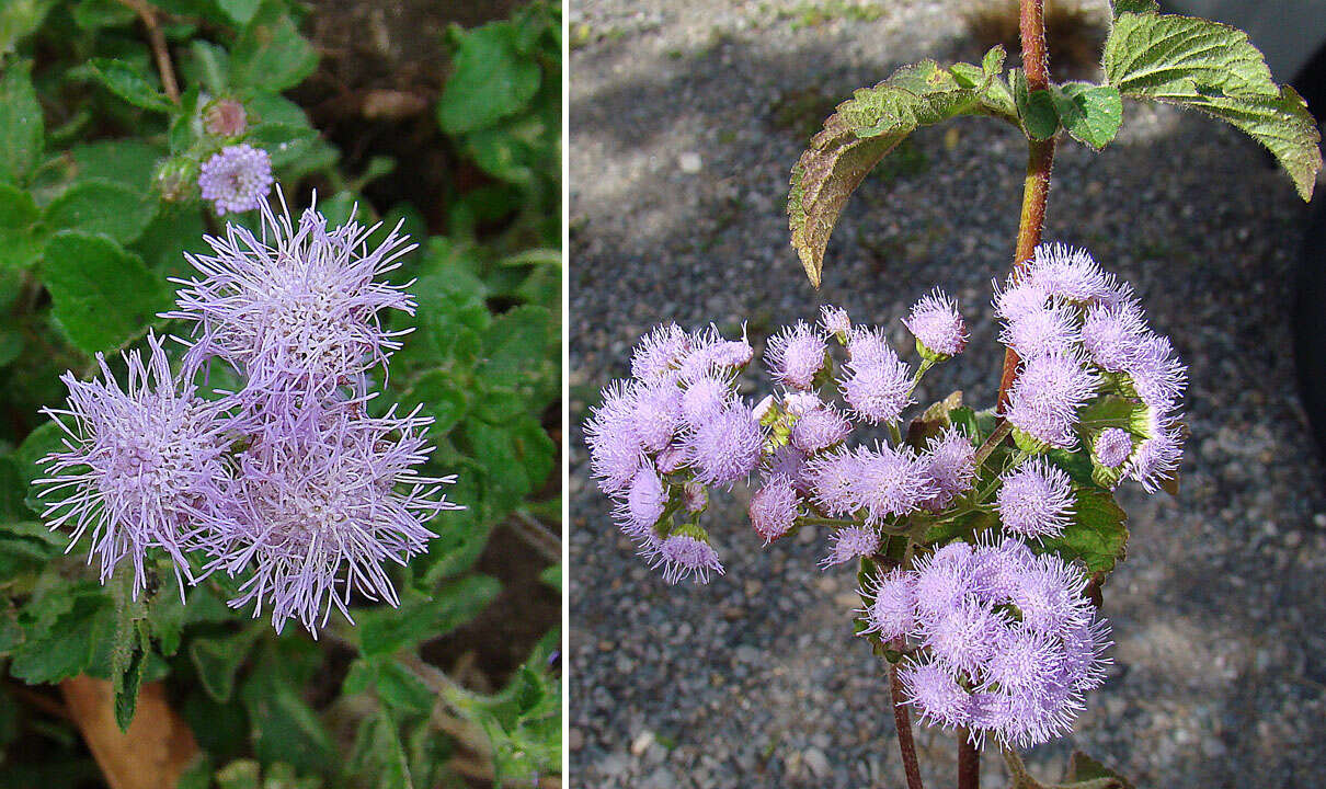 Imagem de Ageratum conyzoides L.