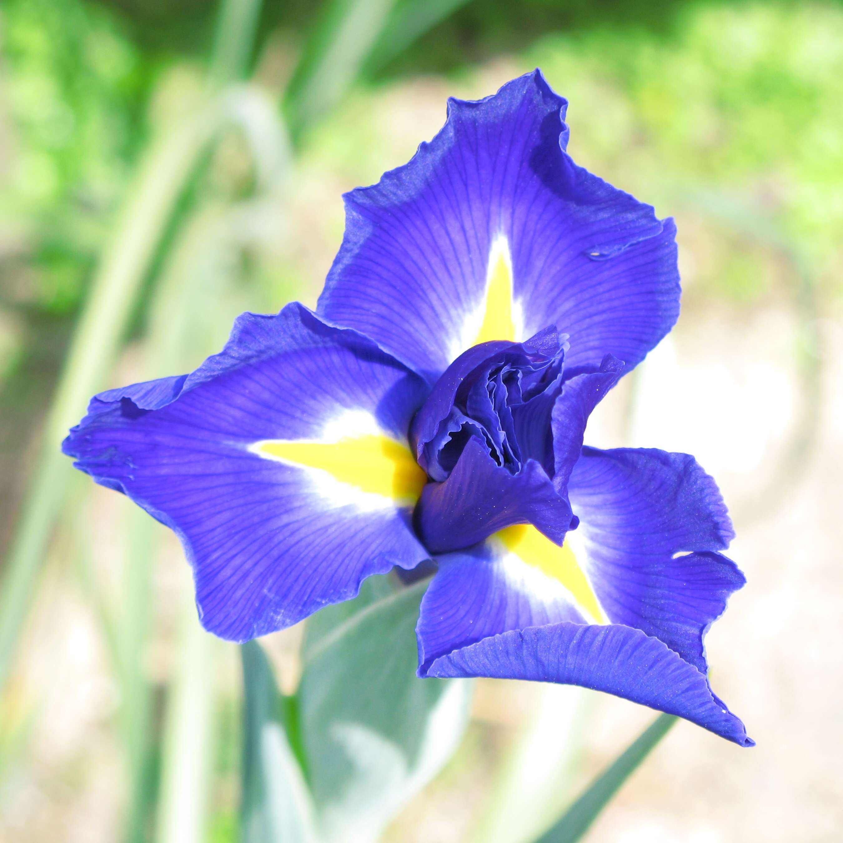 Image of rabbitear iris