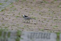 Image of Motacilla alba leucopsis Gould 1838