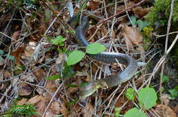 Image of Dahls Wipe Snake