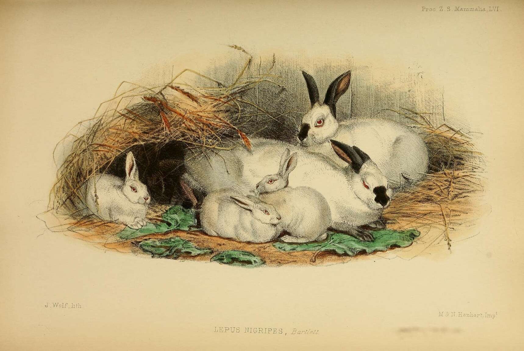 Image de Oryctolagus Lilljeborg 1873