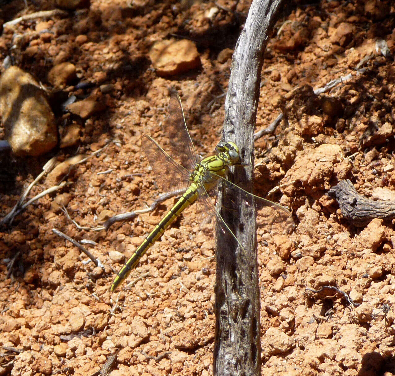 Image of Western Clubtail