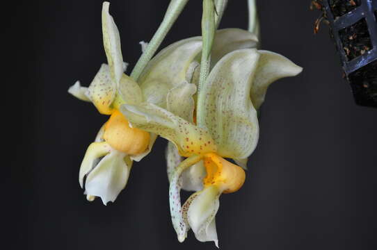 Image de Stanhopea