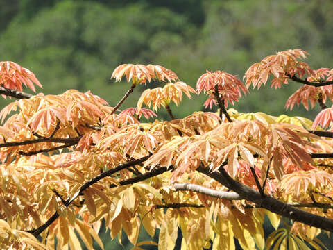 Image of kapoktree