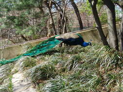 Image of Asiatic peafowl