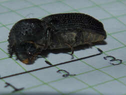 Image of horned powderpost beetles