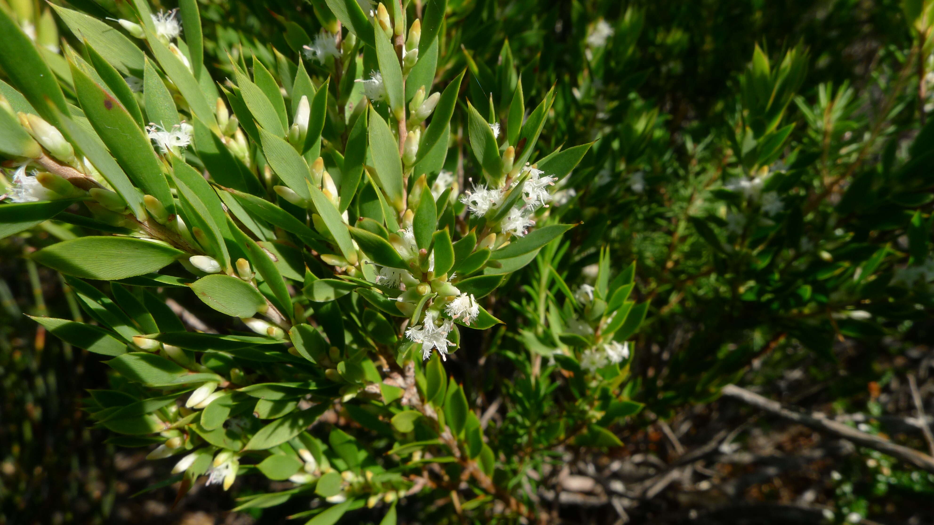 Слика од Leucopogon esquamatus R. Br.