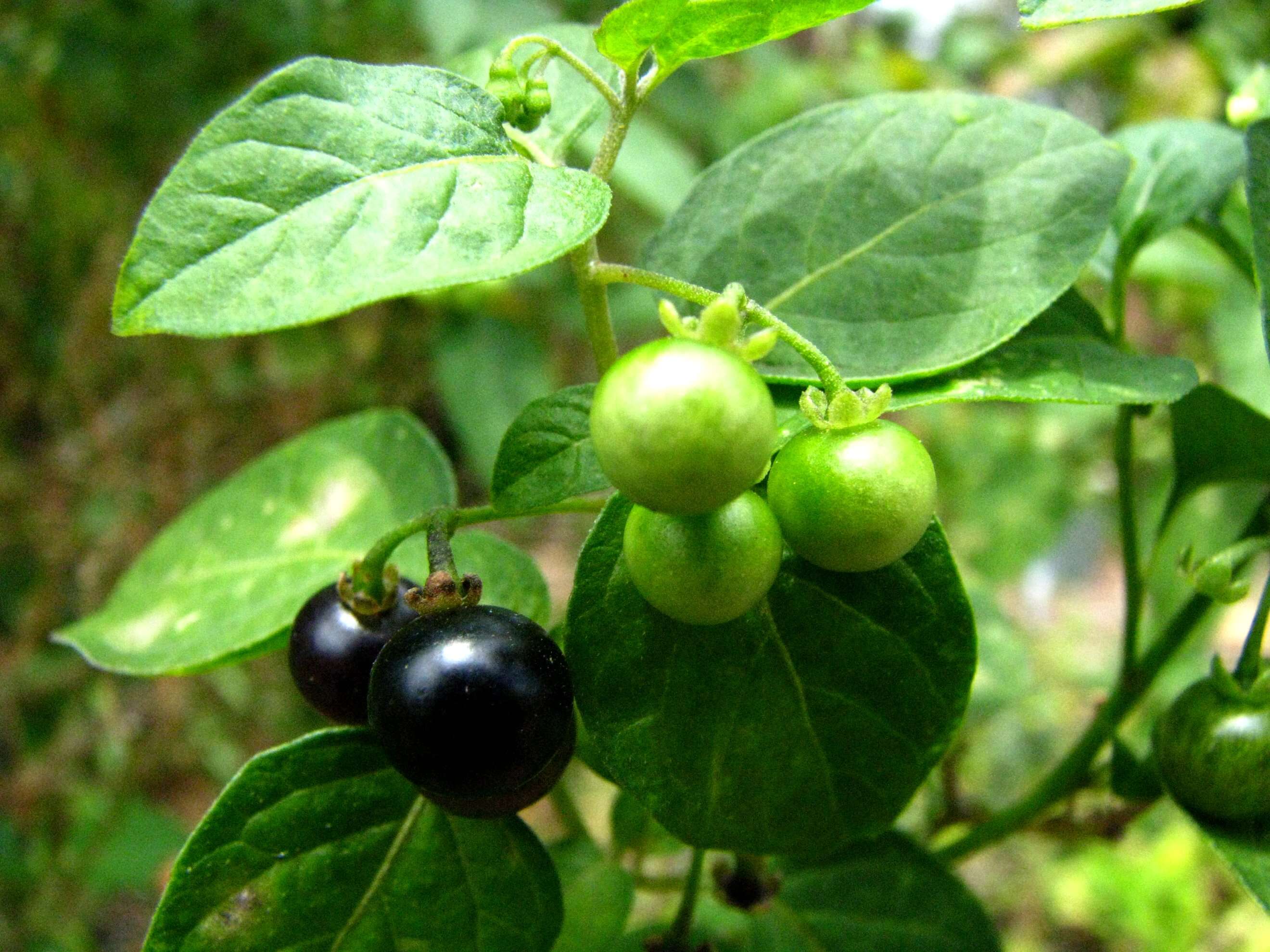 Image of American black nightshade