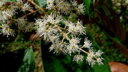 Image of Miconia hypoleuca (Benth.) Triana