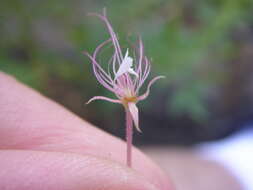 Image of redwhisker clammyweed