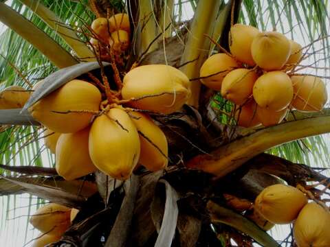 Image of coconut palm