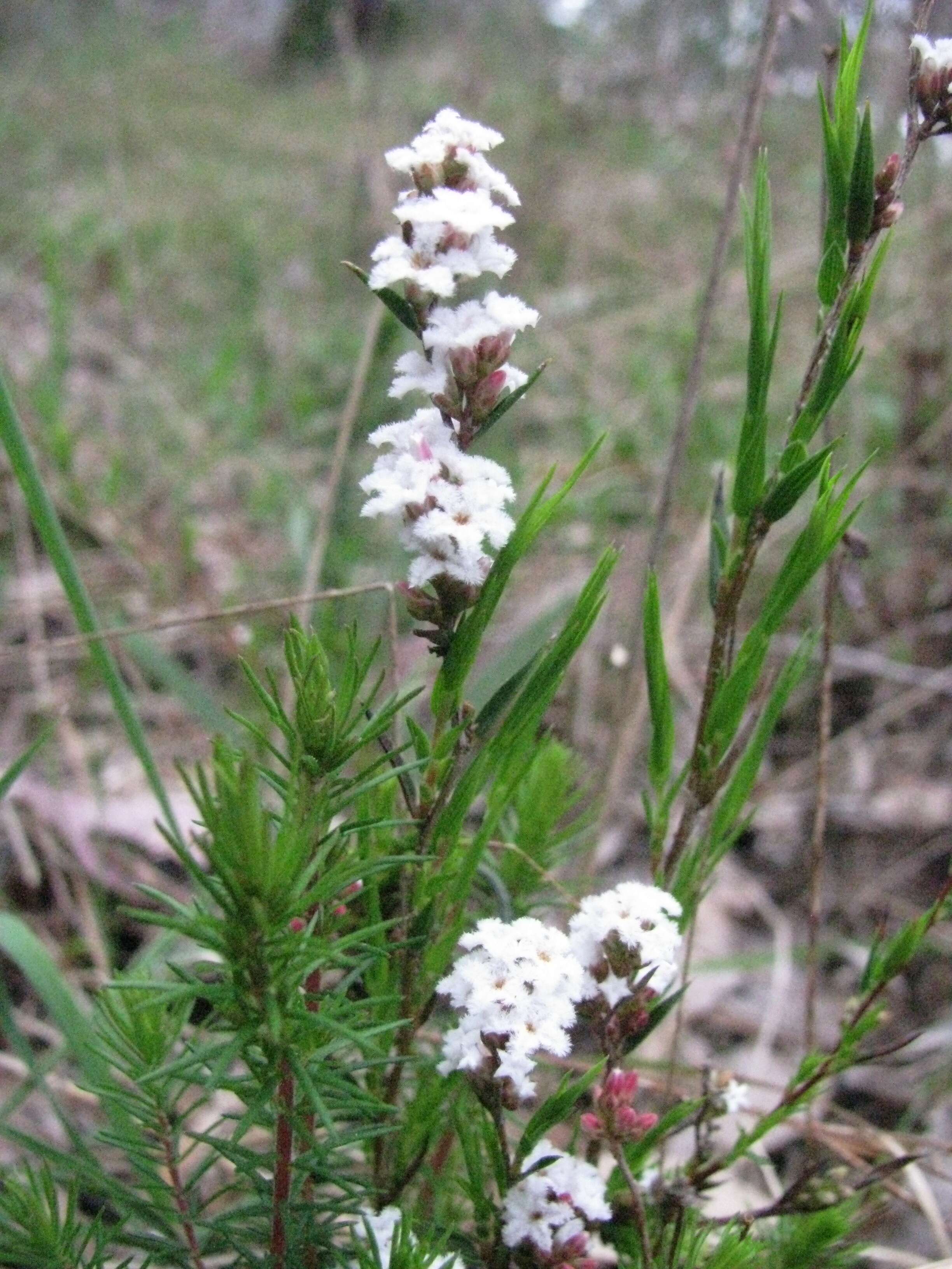 Image of Leucopogon