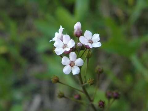 Image of brookweed