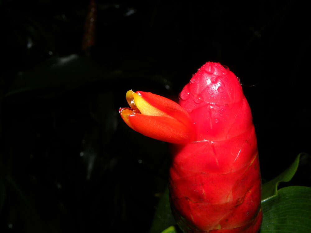 Image of Costus wilsonii Maas