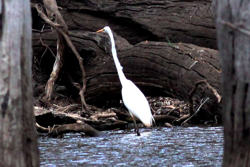 Image of <i>Ardea modesta</i>