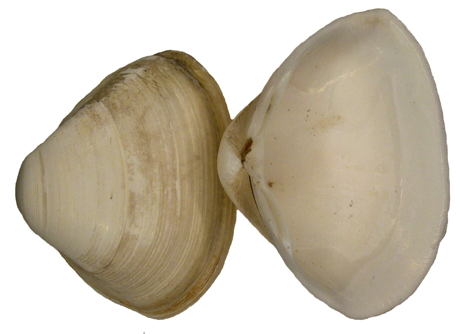 Image of surf clam