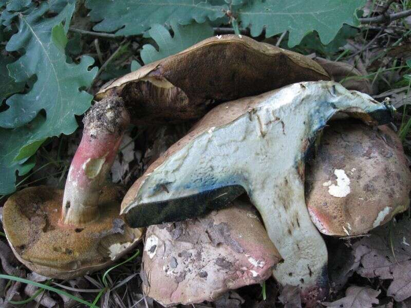 Image of Butyriboletus fechtneri (Velen.) D. Arora & J. L. Frank 2014