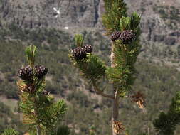 Image of whitebark pine