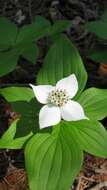 Image of dogwoods