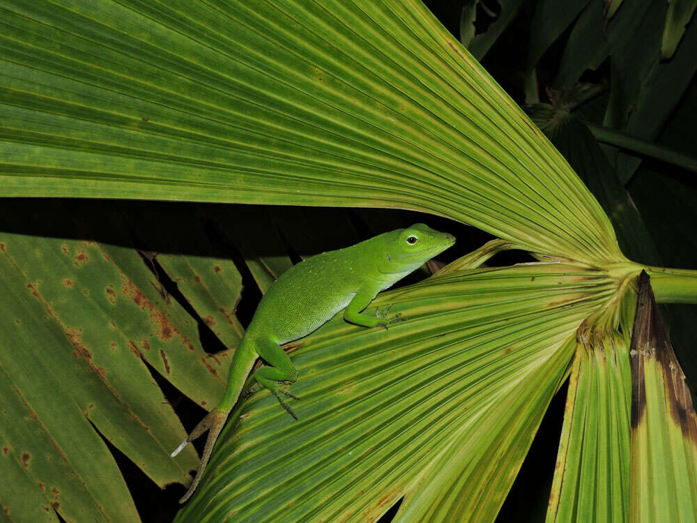 Imagem de Anolis biporcatus (Wiegmann 1834)