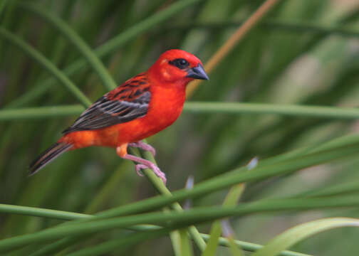 Image of Madagascar Red Fody