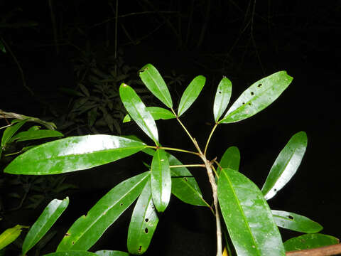 صورة Tabebuia palustris Hemsl.