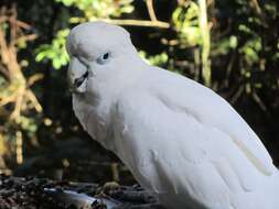 Image of Cacatua Vieillot 1817