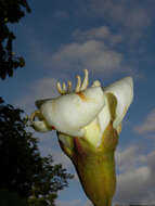 Image of balsa tree