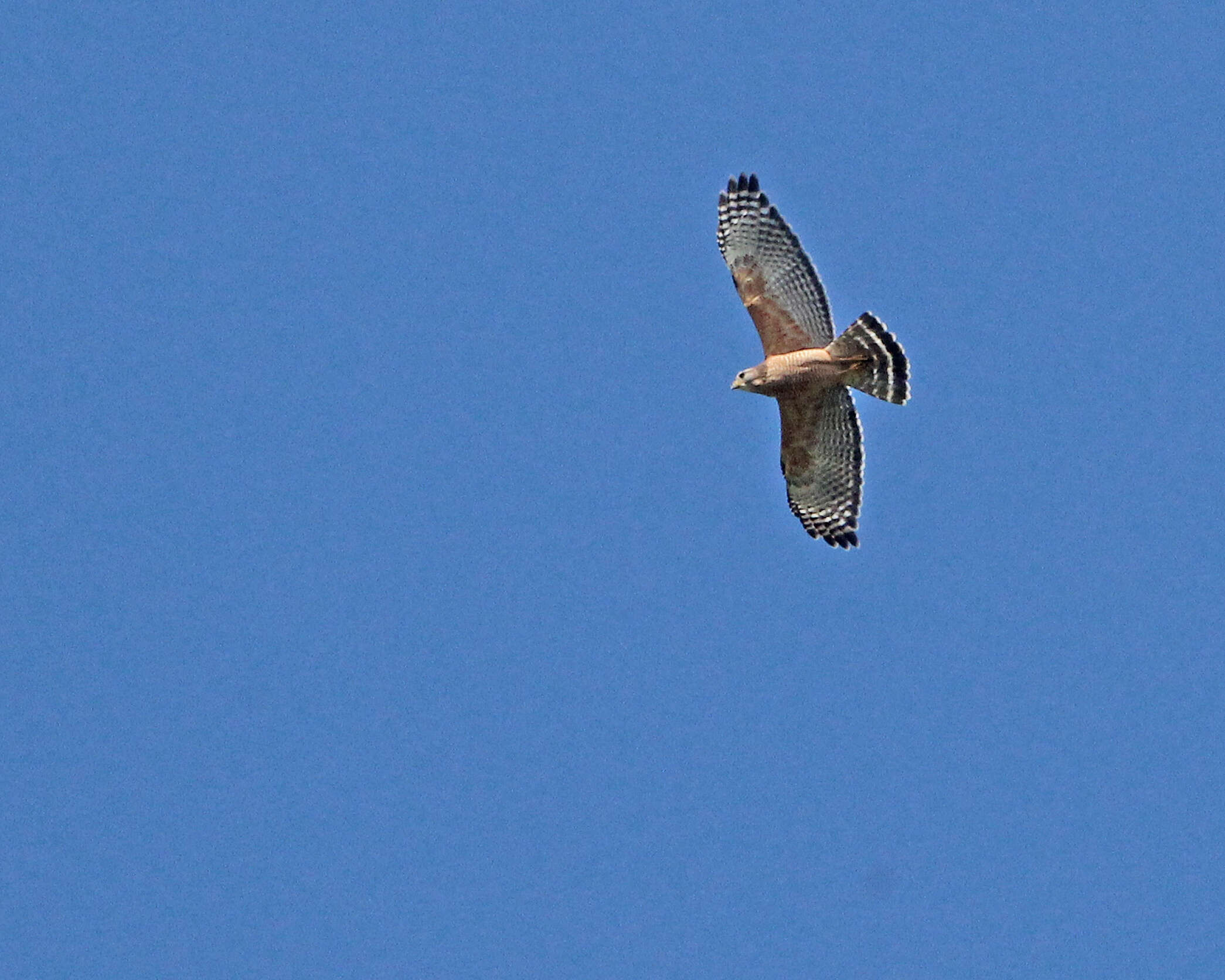 Image of Buteo Lacépède 1799