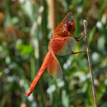 Image of Flame Skimmer