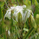 Image of Crinum eburescens