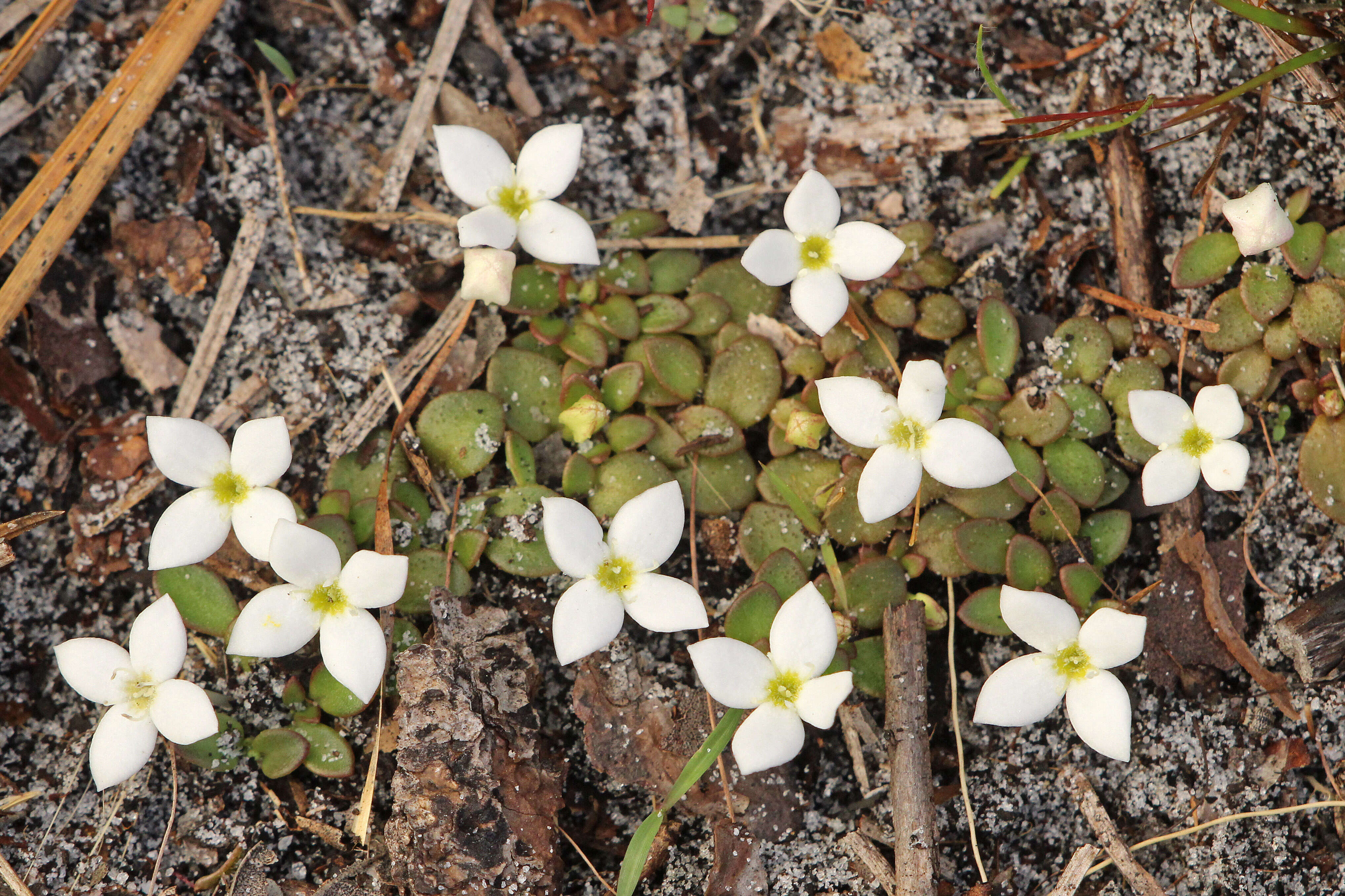 Image of bluet