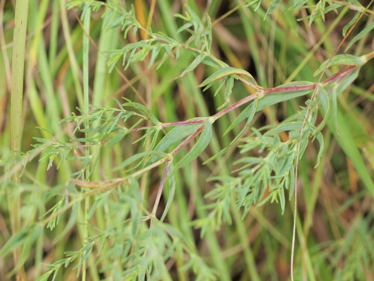 Image de Gypsophila paniculata L.