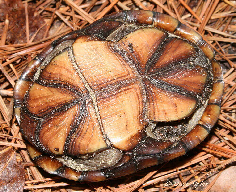 Image of Eastern box turtle