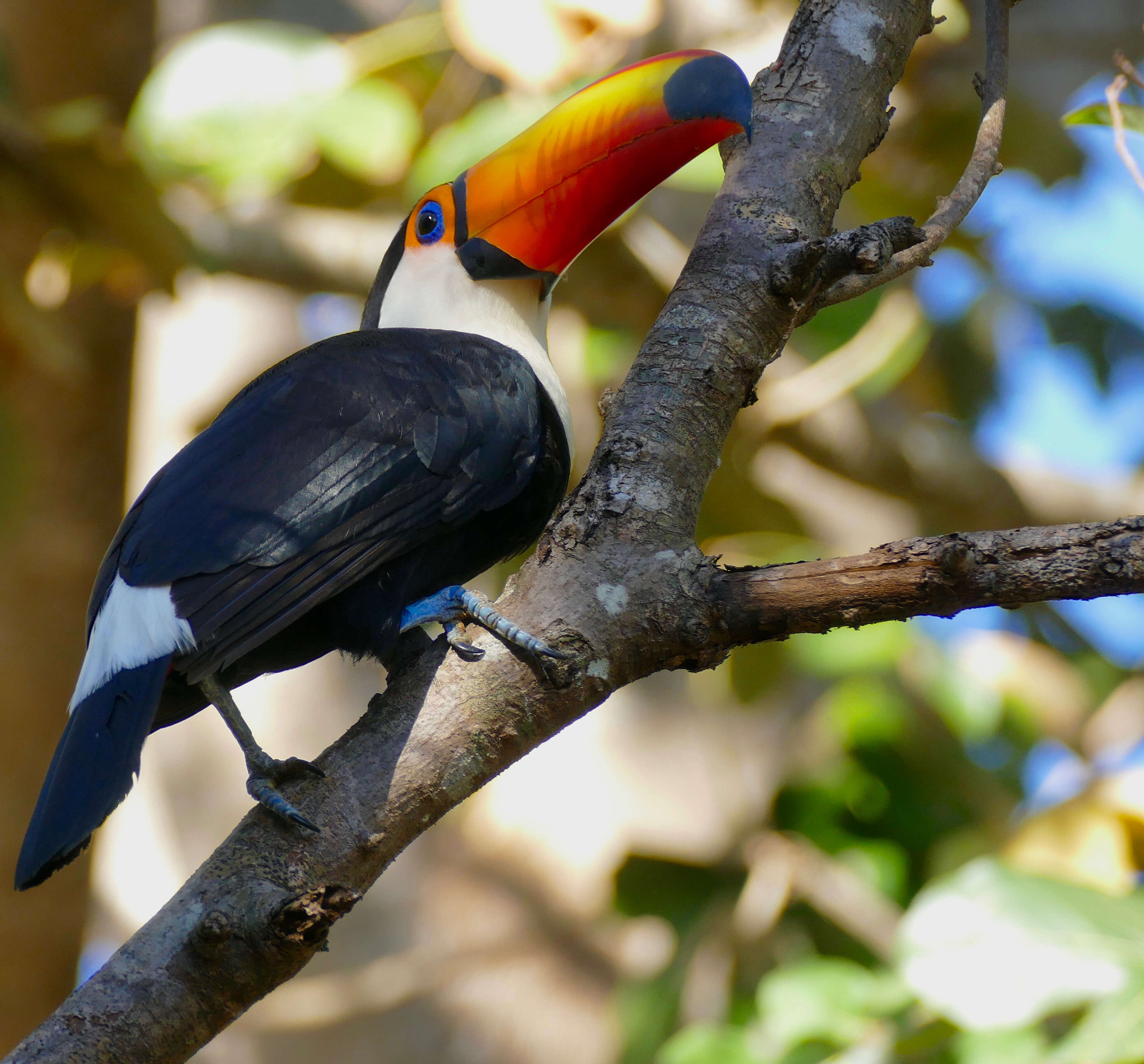 Image of Toucan Sp.