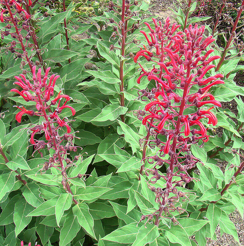 Image de Lobelia tupa L.