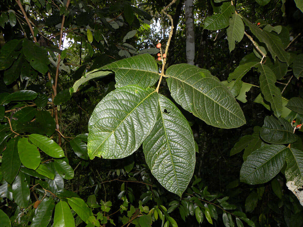 Image of Bunchosia macrophylla Rose ex Pittier