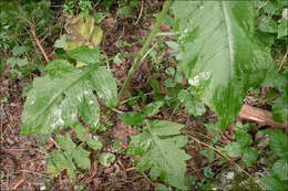 Image of plumeless thistle