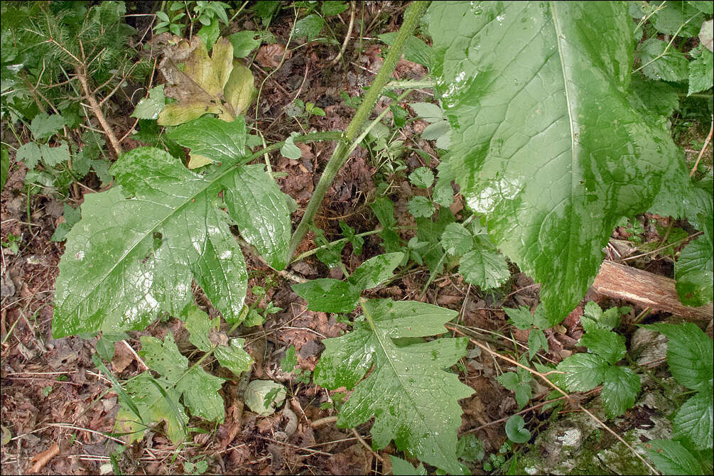 Image of plumeless thistle