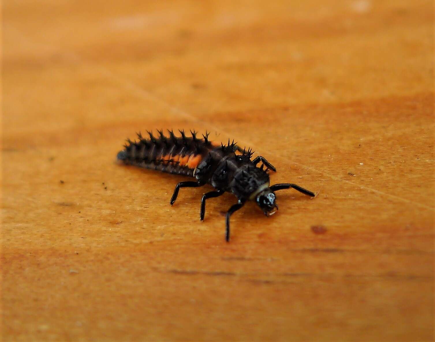 Image of Ladybird beetle