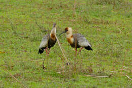 Image of Buff-necked Ibis